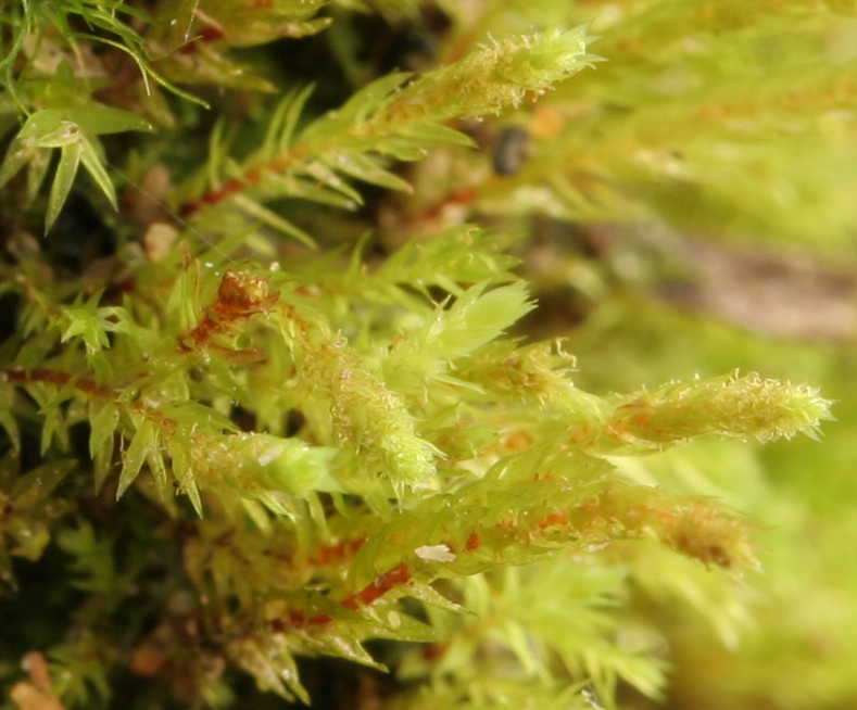 Pohlia proligera